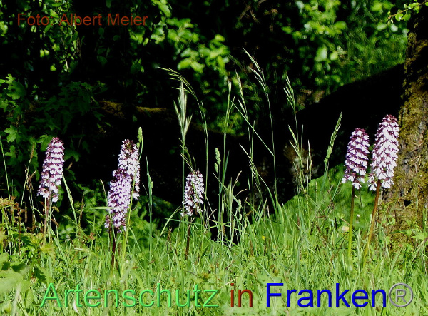 Copyright AiF - Albert Meier Bild zum Eintrag (91648-160)