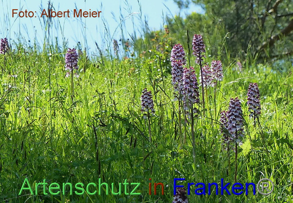 Copyright AiF - Albert Meier Bild zum Eintrag (91650-160)