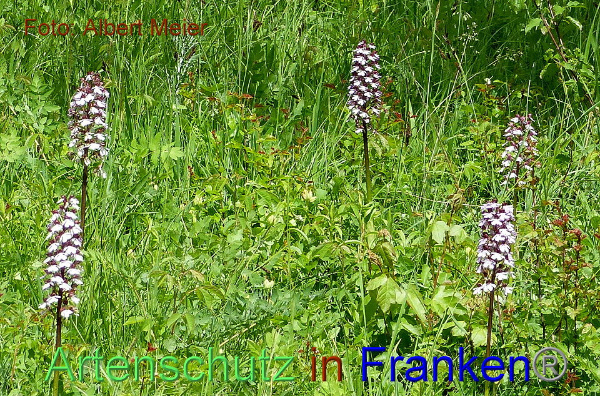 Copyright AiF - Albert Meier Bild zum Eintrag (91651-160)