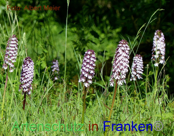 Copyright AiF - Albert Meier Bild zum Eintrag (91653-160)