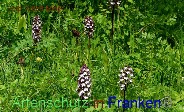Copyright AiF - Albert Meier Bild zum Eintrag (91654-160)