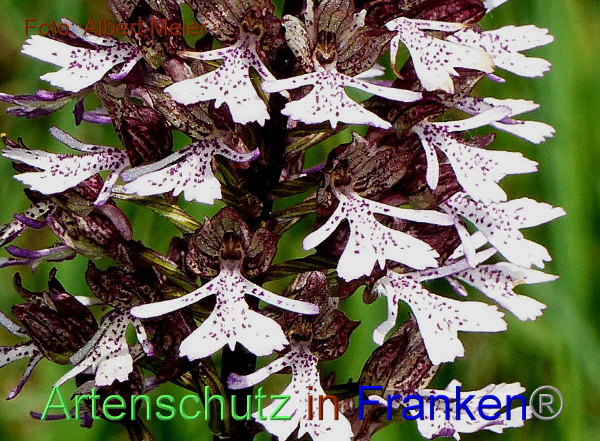 Copyright AiF - Albert Meier Bild zum Eintrag (91657-160)