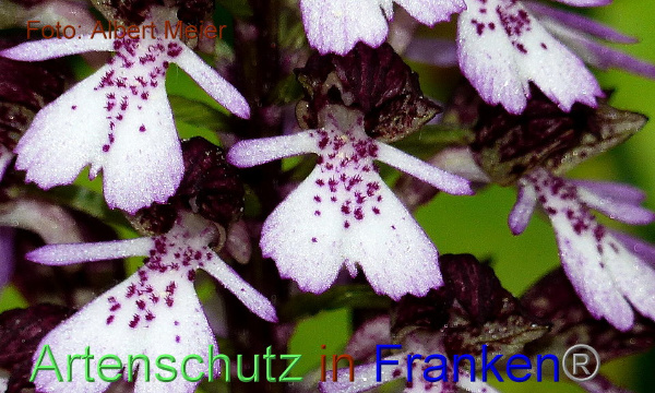 Copyright AiF - Albert Meier Bild zum Eintrag (91659-160)