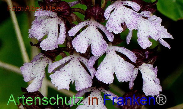 Bild zum Eintrag (91661-160)