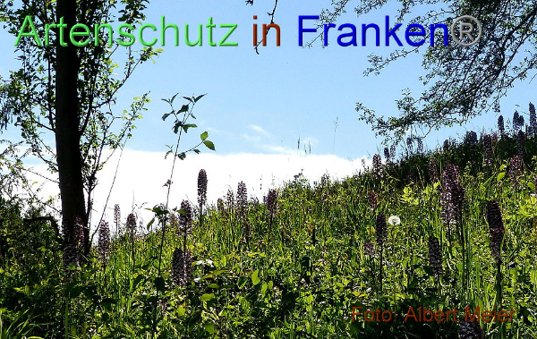 Copyright AiF - Albert Meier Bild zum Eintrag (91662-160)