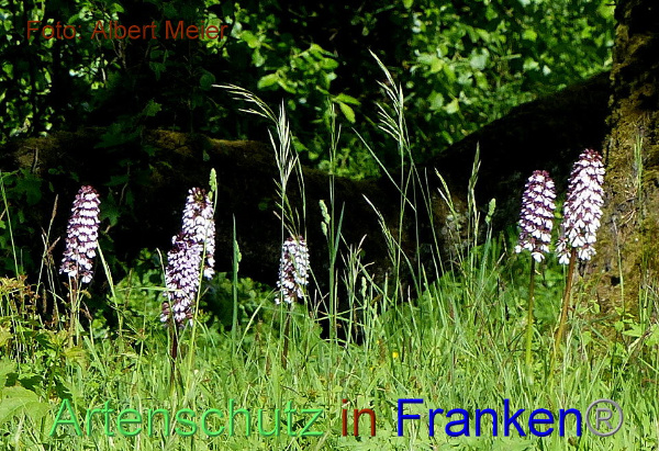 Copyright AiF - Albert Meier Bild zum Eintrag (91663-160)