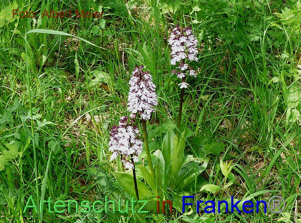Copyright AiF - Albert Meier Bild zum Eintrag (91664-160)