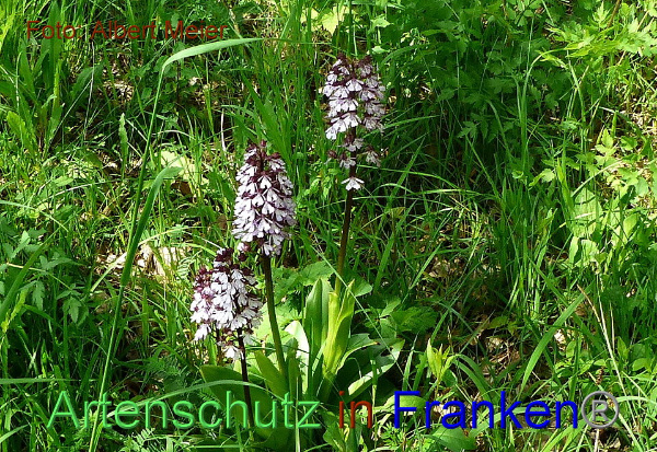 Copyright AiF - Albert Meier Bild zum Eintrag (91665-160)