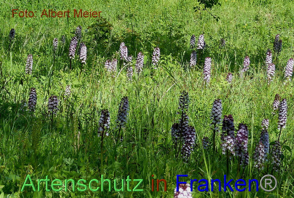 Copyright AiF - Albert Meier Bild zum Eintrag (91671-160)