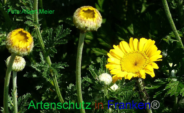 Copyright AiF - Albert Meier Bild zum Eintrag (92170-160)