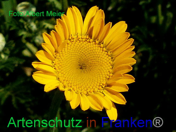 Copyright AiF - Albert Meier Bild zum Eintrag (92171-160)