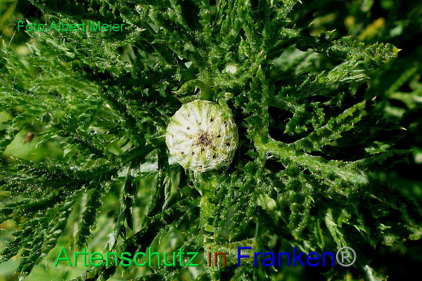 Copyright AiF - Albert Meier Bild zum Eintrag (92173-160)