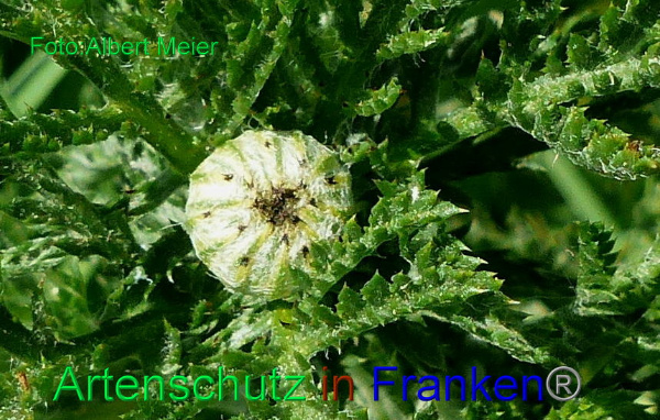 Copyright AiF - Albert Meier Bild zum Eintrag (92174-160)