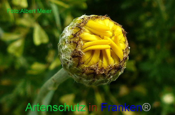Copyright AiF - Albert Meier Bild zum Eintrag (92175-160)