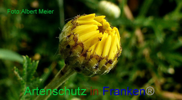 Copyright AiF - Albert Meier Bild zum Eintrag (92176-160)