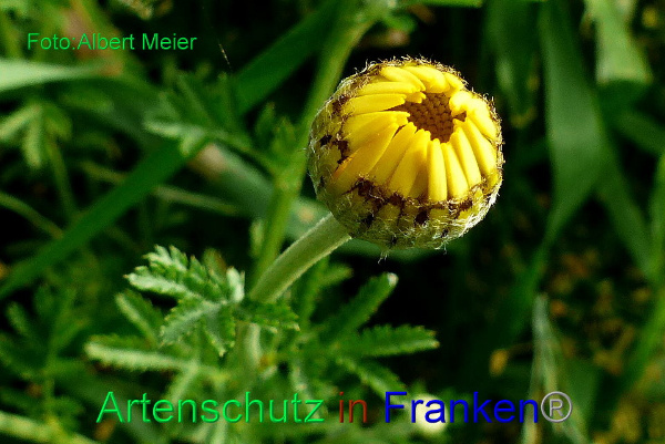 Copyright AiF - Albert Meier Bild zum Eintrag (92177-160)