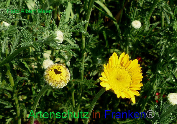 Copyright AiF - Albert Meier Bild zum Eintrag (92179-160)