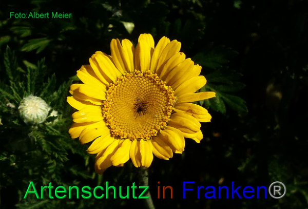 Copyright AiF - Albert Meier Bild zum Eintrag (92180-160)