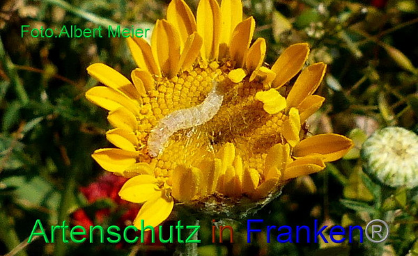 Copyright AiF - Albert Meier Bild zum Eintrag (92181-160)