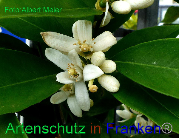 Bild zum Eintrag (92336-160)