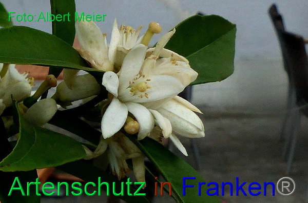 Bild zum Eintrag (92337-160)