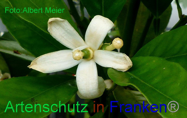 Bild zum Eintrag (92338-160)
