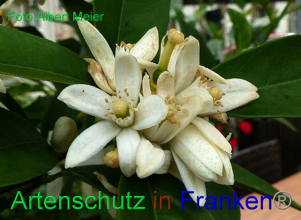 Bild zum Eintrag (92340-160)