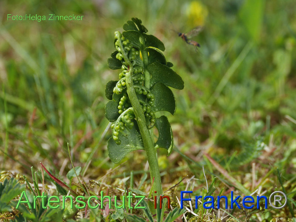 Copyright AiF - Helga Zinnecker Bild zum Eintrag (92501-160)