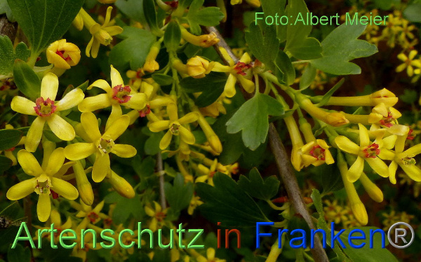 Bild zum Eintrag (92573-160)