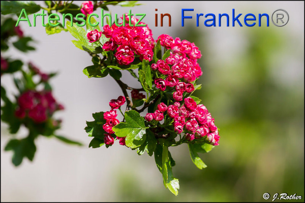 Copyright AiF Johannes Rother Bild zum Eintrag (92586-160)