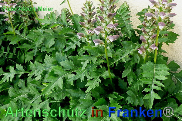 Copyright AiF - Albert Meier Bild zum Eintrag (92674-160)