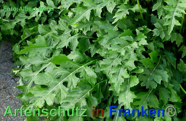 Copyright AiF - Albert Meier Bild zum Eintrag (92675-160)