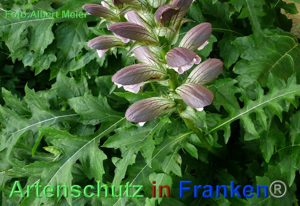Copyright AiF - Albert Meier Bild zum Eintrag (92676-160)