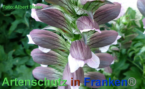 Copyright AiF - Albert Meier Bild zum Eintrag (92678-160)