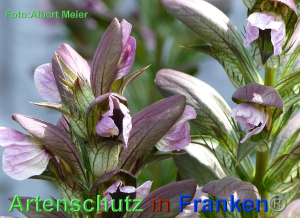 Copyright AiF - Albert Meier Bild zum Eintrag (92679-160)