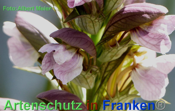 Copyright AiF - Albert Meier Bild zum Eintrag (92680-160)
