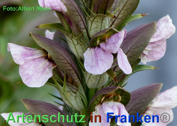 Copyright AiF - Albert Meier Bild zum Eintrag (92681-160)
