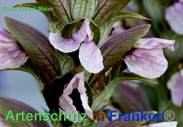 Copyright AiF - Albert Meier Bild zum Eintrag (92682-160)