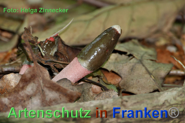 Bild zum Eintrag (92731-160)