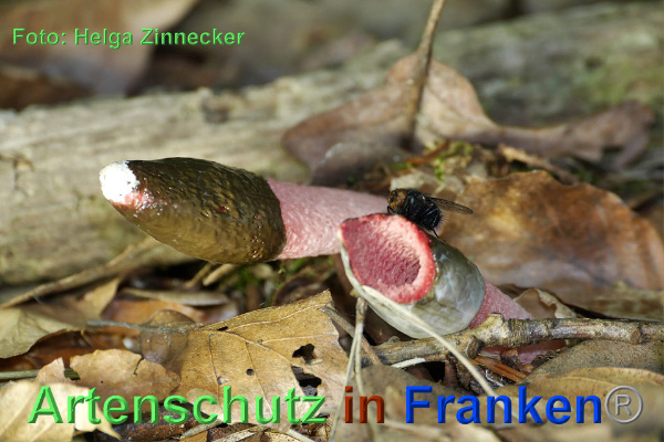 Copyright AiF - Helga Zinnecker Bild zum Eintrag (92734-160)
