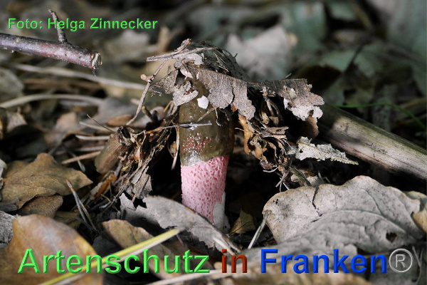 Copyright AiF - Helga Zinnecker Bild zum Eintrag (92735-160)