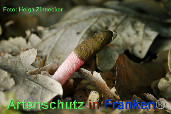 Copyright AiF - Helga Zinnecker Bild zum Eintrag (92736-160)