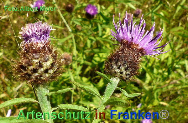 Copyright AiF - Albert Meier Bild zum Eintrag (92783-160)