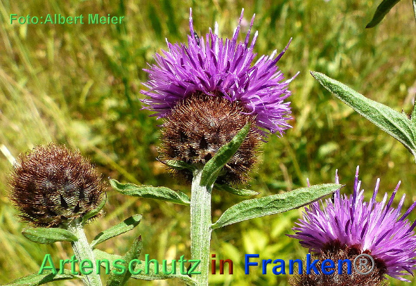 Copyright AiF - Albert Meier Bild zum Eintrag (92784-160)