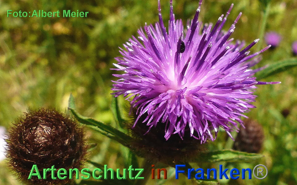 Copyright AiF - Albert Meier Bild zum Eintrag (92785-160)