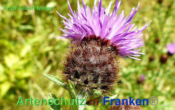 Copyright AiF - Albert Meier Bild zum Eintrag (92786-160)