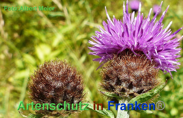 Copyright AiF - Albert Meier Bild zum Eintrag (92787-160)