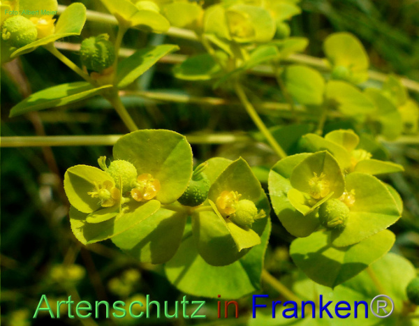 Copyright AiF - Albert Meier Bild zum Eintrag (93740-160)