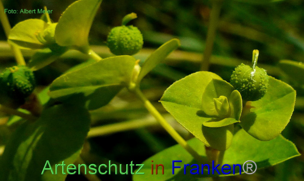 Copyright AiF - Albert Meier Bild zum Eintrag (93741-160)