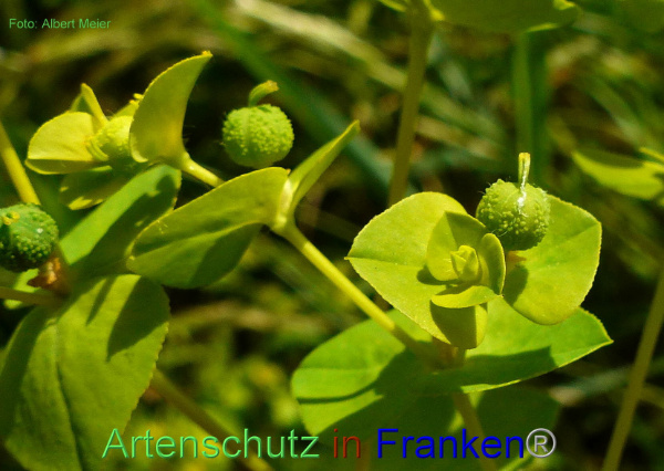 Copyright AiF - Albert Meier Bild zum Eintrag (93742-160)